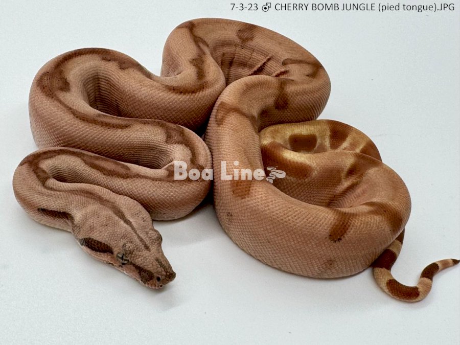 CHERRY BOMB JUNGLE (pied tongue)